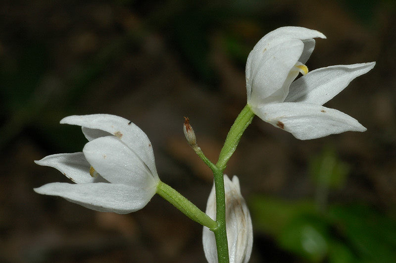 Cephalanthera longifolia / Cefalantera maggiore