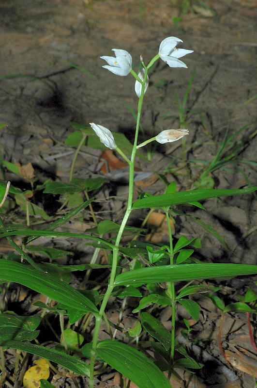 Cephalanthera longifolia / Cefalantera maggiore