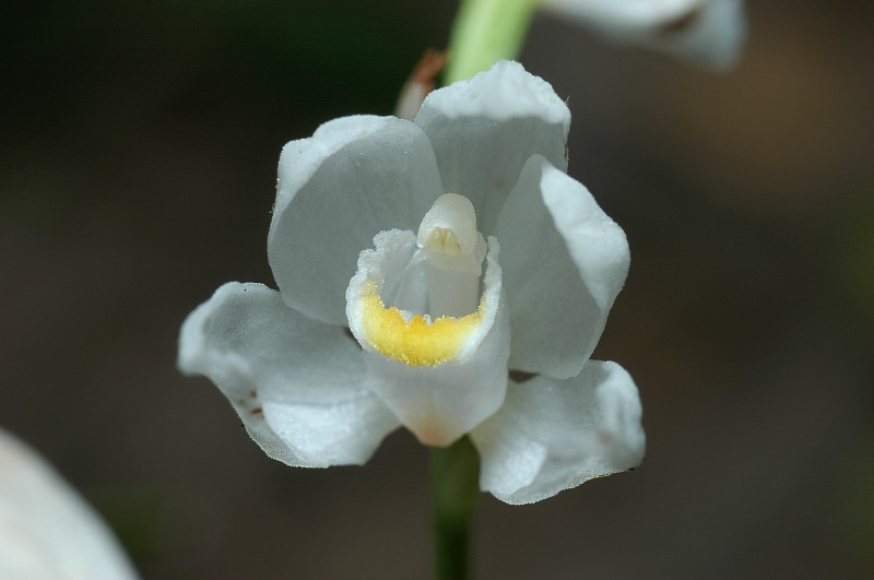 Cephalanthera longifolia / Cefalantera maggiore