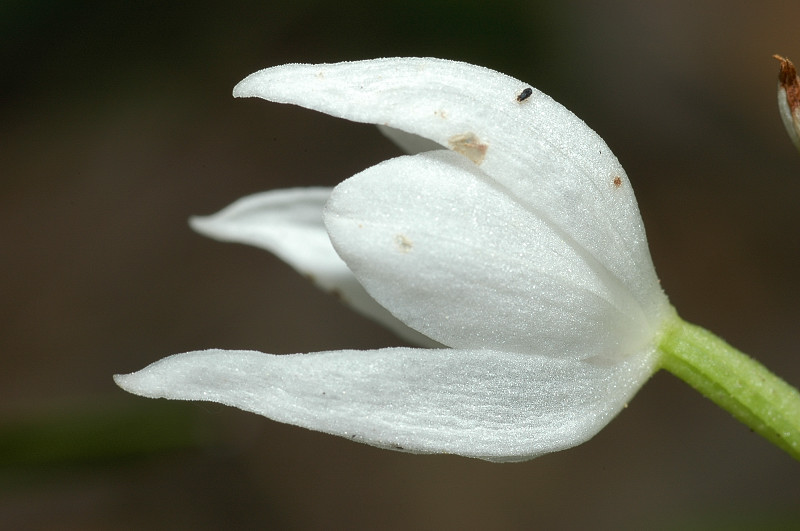 Cephalanthera longifolia / Cefalantera maggiore