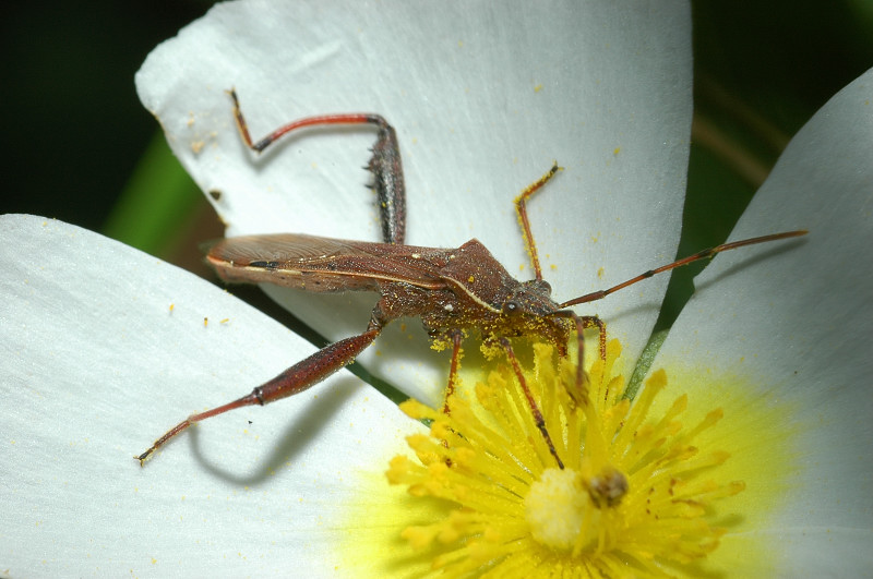 Alydidae: Camptopus lateralis