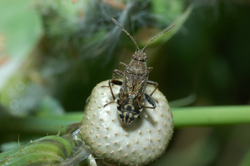 Stictopleurus punctatonervosus (Heteroptera, Rhopalidae)