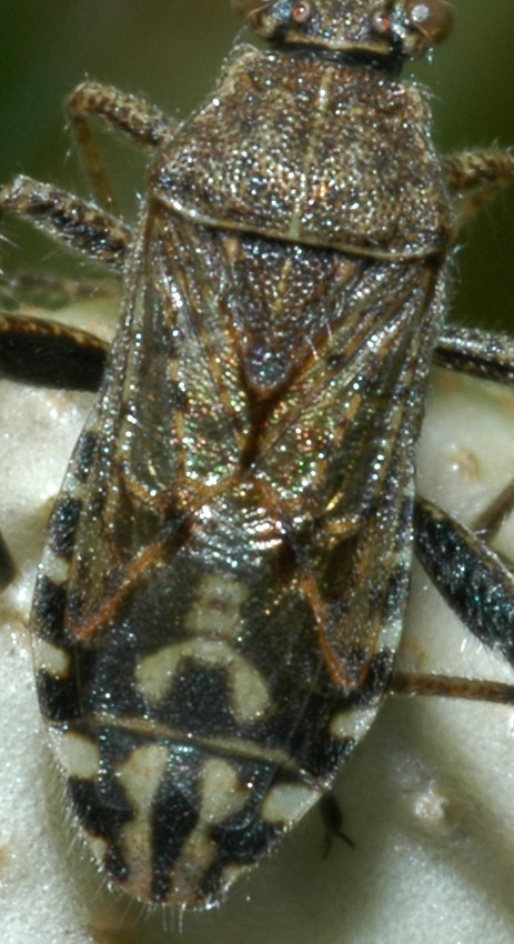 Stictopleurus punctatonervosus (Heteroptera, Rhopalidae)