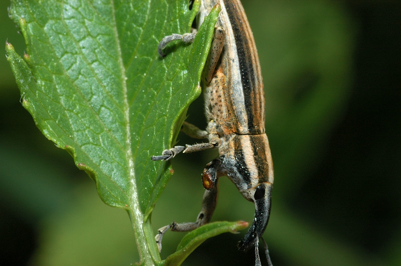 Lixus anguinus