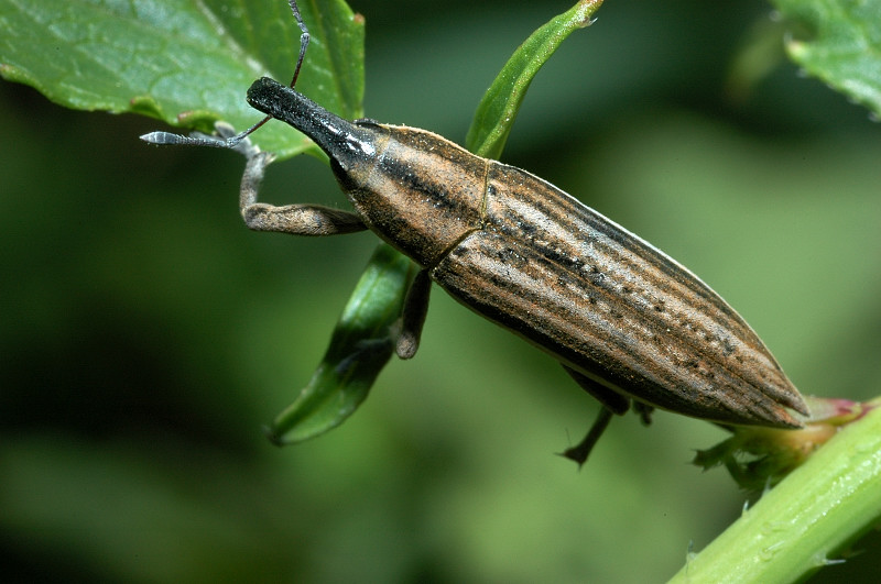 Lixus anguinus