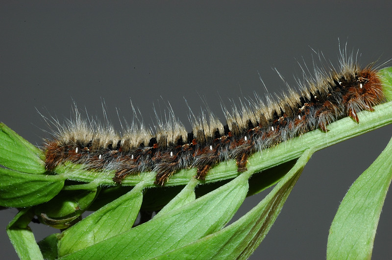 Lasiocampa quercus