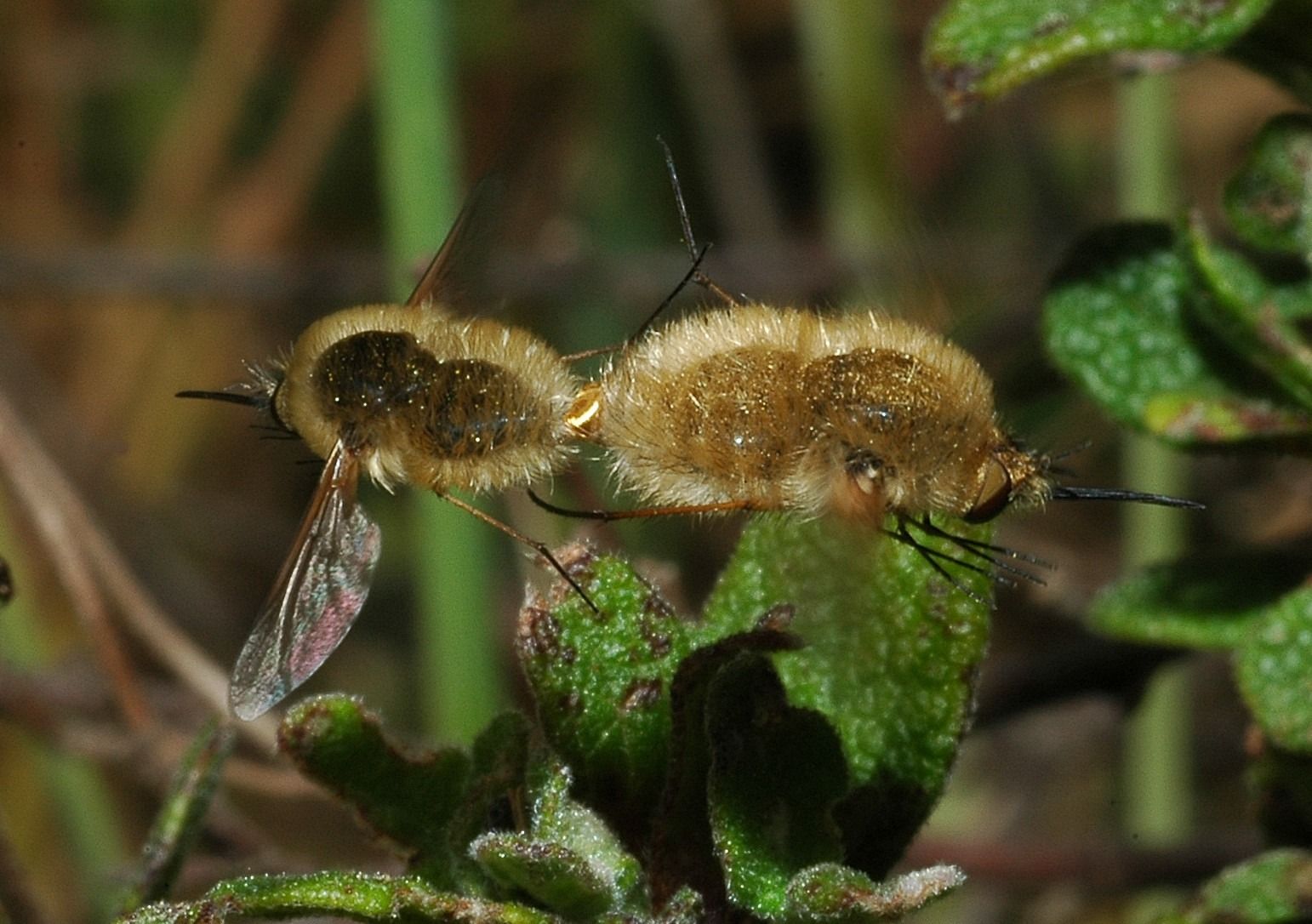 Bombilydae in accoppiamento in volo