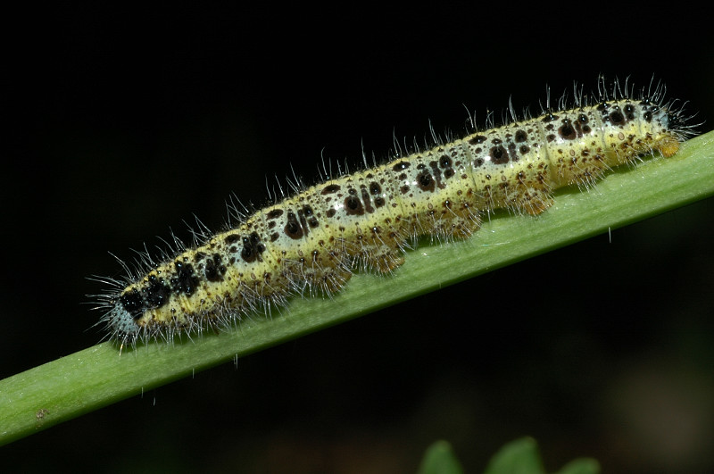 Bruco di Pieris brassicae