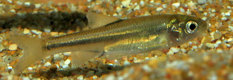 Pesci da Rio Fiume (Tolfa): Leuciscus souffia
