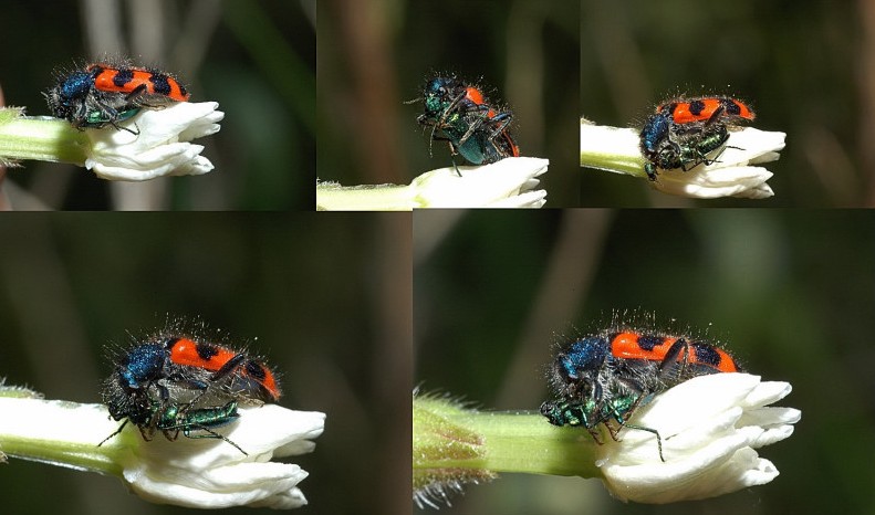 Trichodes alvearius in fase di predazione