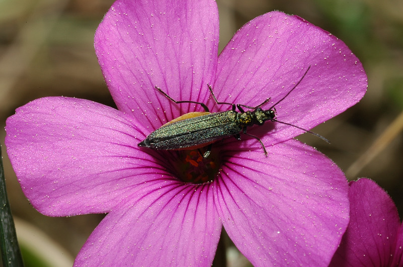 Oedemera gr. virescens