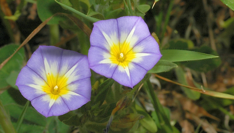 Convolvulus pentapetaloides / Vilucchio a cinque petali