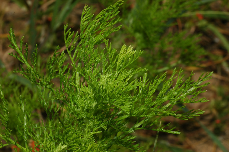 Adonis annua / Adonide annua