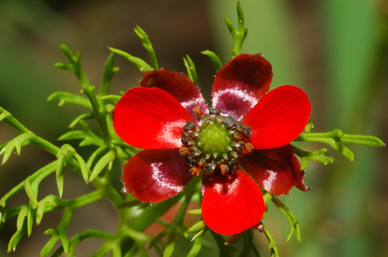 Adonis annua / Adonide annua