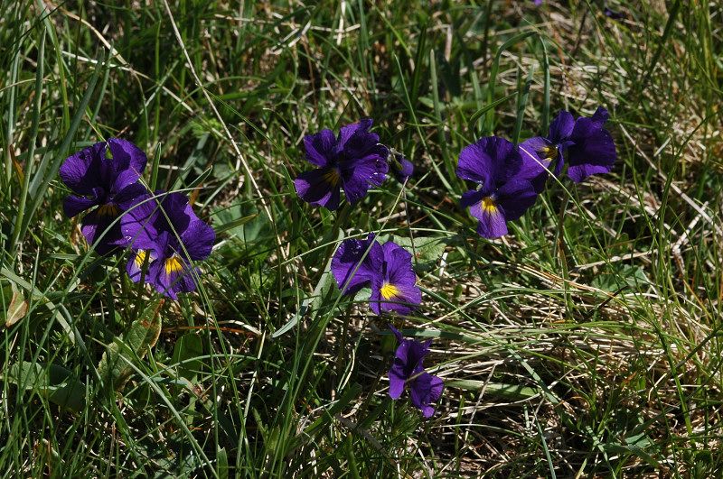Fiori montani: Umbria 1500m s.l.m