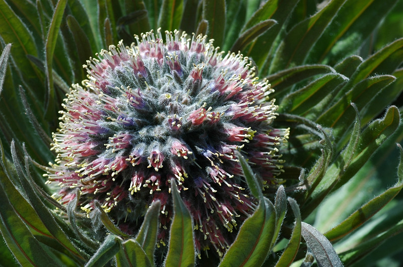 Fiori montani: Umbria 1500m s.l.m