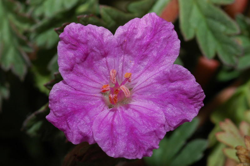 Fiori montani: Umbria 1500m s.l.m