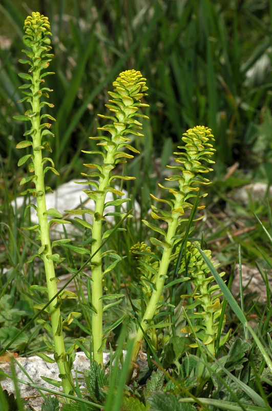 Fiori montani: Umbria 1500m s.l.m