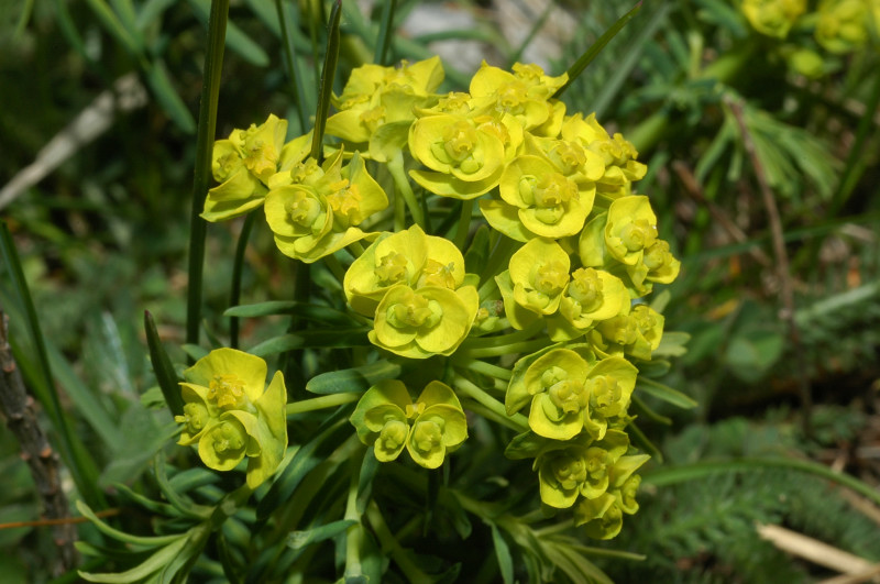 Fiori montani: Umbria 1500m s.l.m