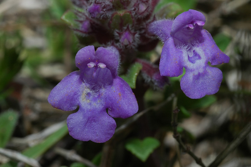 Fiori montani: Umbria 1500m s.l.m
