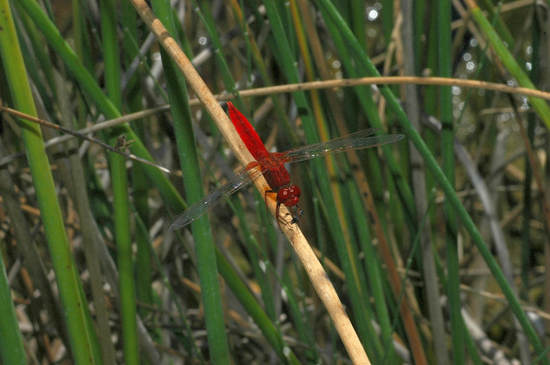 Libellule