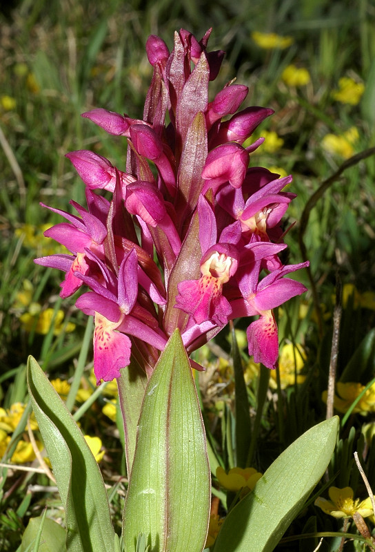 Dactylorhiza sambucina / Orchide sambucina
