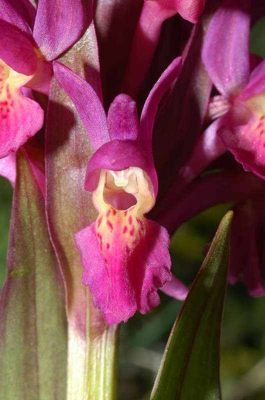 Dactylorhiza sambucina / Orchide sambucina