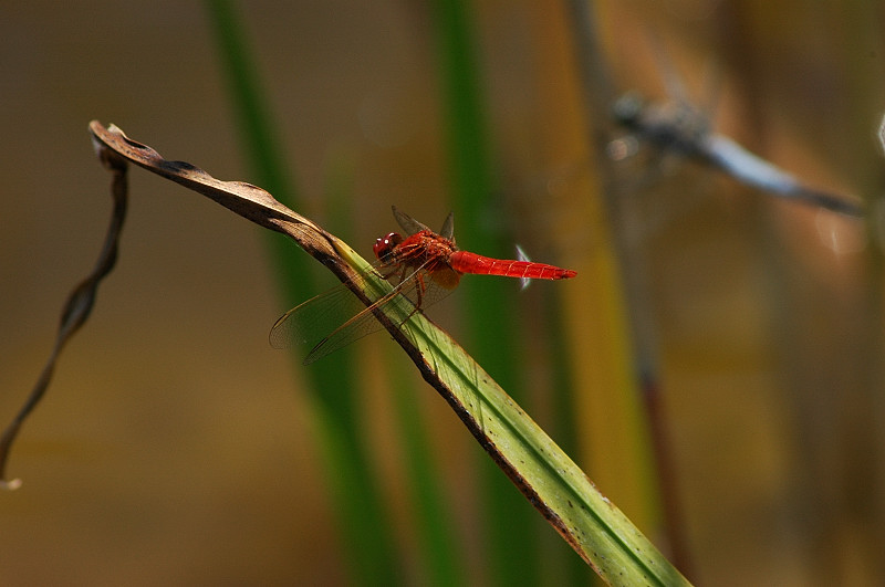 Libellule