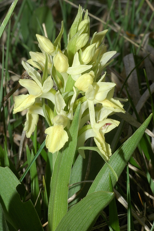 Dactylorhiza sambucina / Orchide sambucina