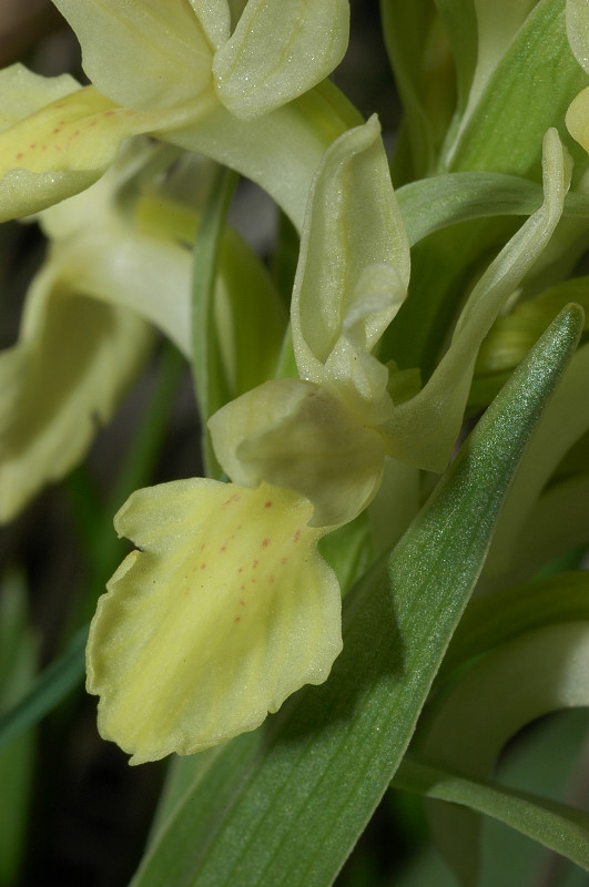 Dactylorhiza sambucina / Orchide sambucina