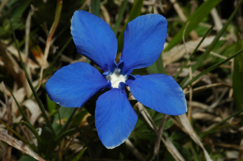 Fiori montani: Umbria 1500m s.l.m