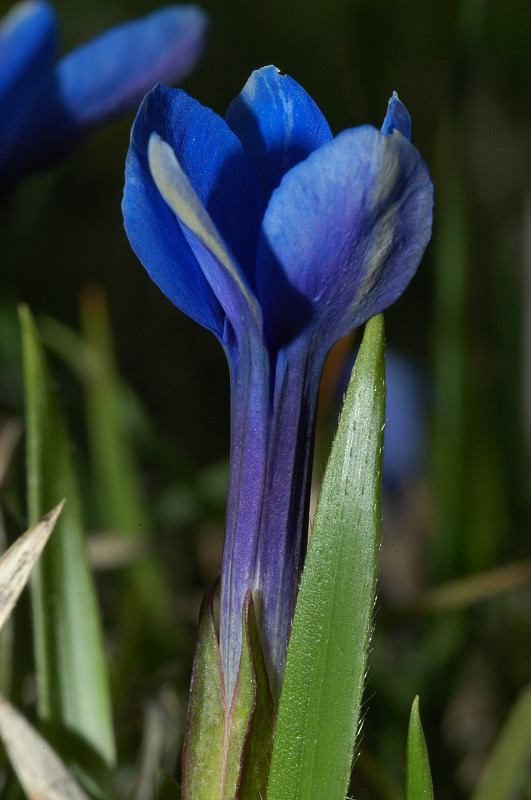Fiori montani: Umbria 1500m s.l.m