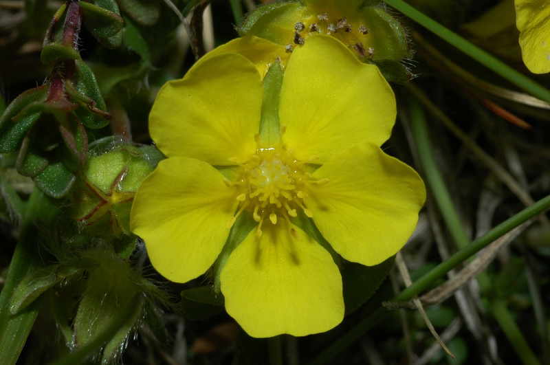 Fiori montani: Umbria 1500m s.l.m