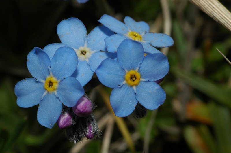 Fiori montani: Umbria 1500m s.l.m