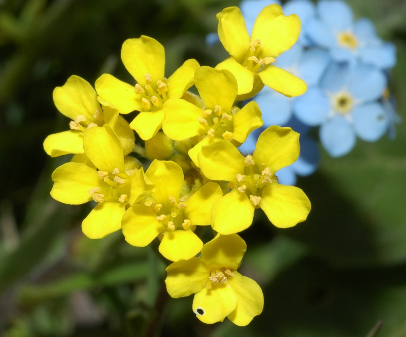 Fiori montani: Umbria 1500m s.l.m