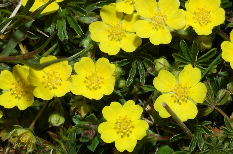 Fiori montani: Umbria 1500m s.l.m