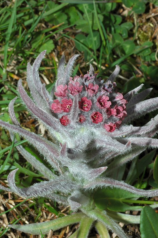 Fiori montani: Umbria 1500m s.l.m