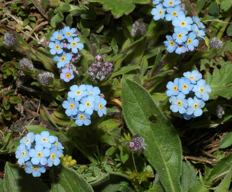 Fiori montani: Umbria 1500m s.l.m