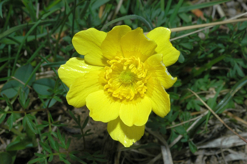 Fiori montani: Umbria 1500m s.l.m