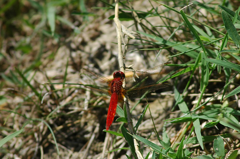 Libellule