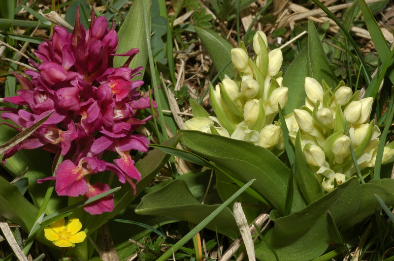 Dactylorhiza sambucina / Orchide sambucina