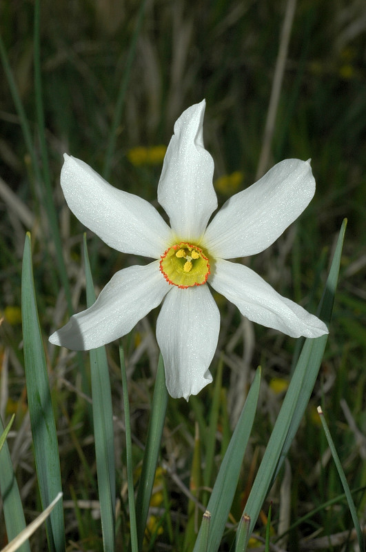 Fiori montani: Umbria 1500m s.l.m