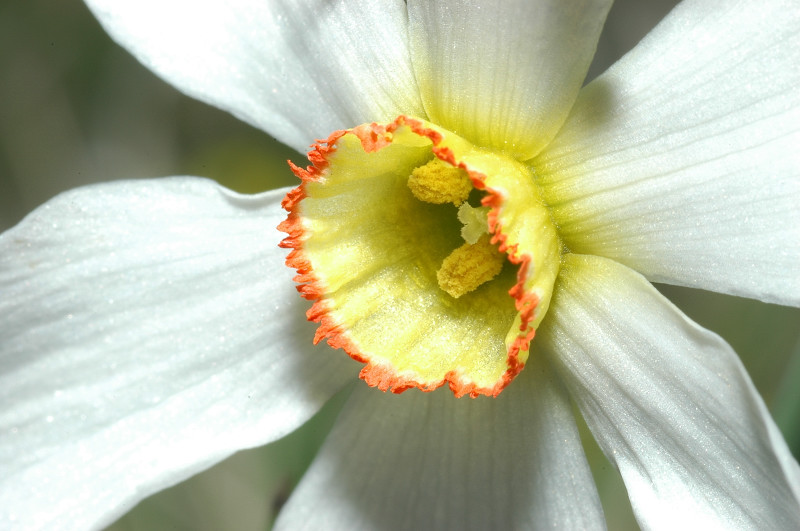 Fiori montani: Umbria 1500m s.l.m