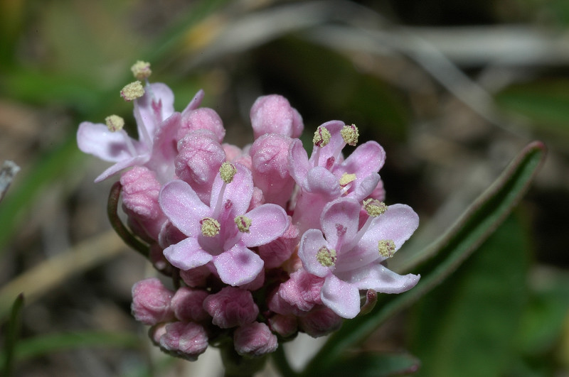 Fiori montani: Umbria 1500m s.l.m