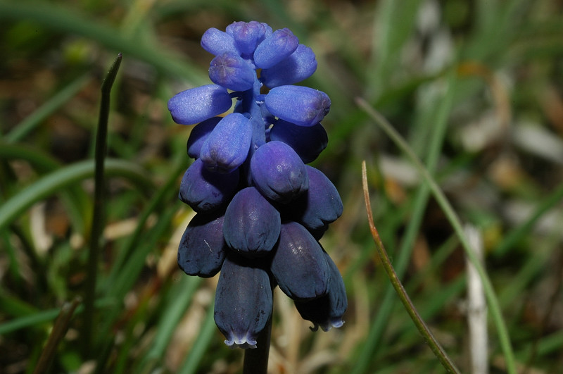 Fiori montani: Umbria 1500m s.l.m