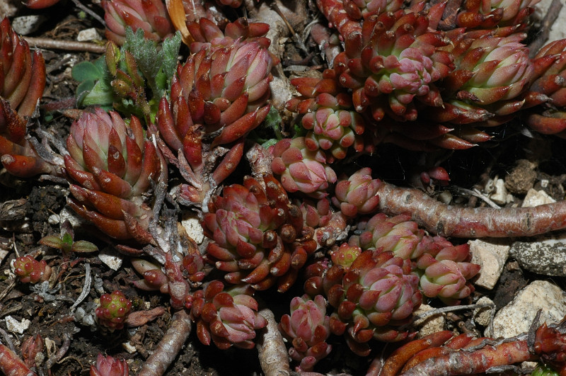 Fiori montani: Umbria 1500m s.l.m