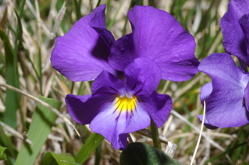 Fiori montani: Umbria 1500m s.l.m