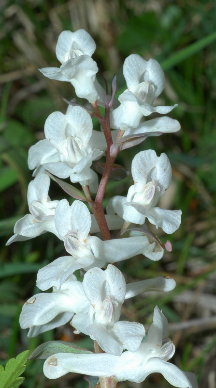 Fiori montani: Umbria 1500m s.l.m