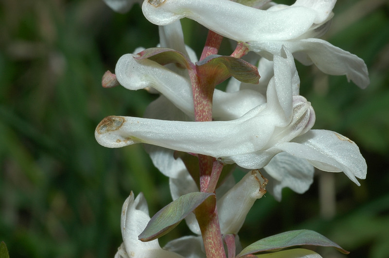 Fiori montani: Umbria 1500m s.l.m