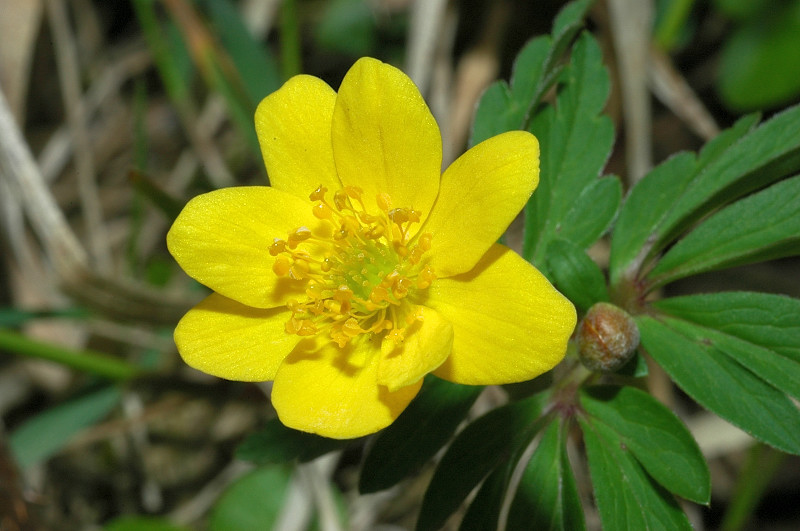 Fiori montani: Umbria 1500m s.l.m